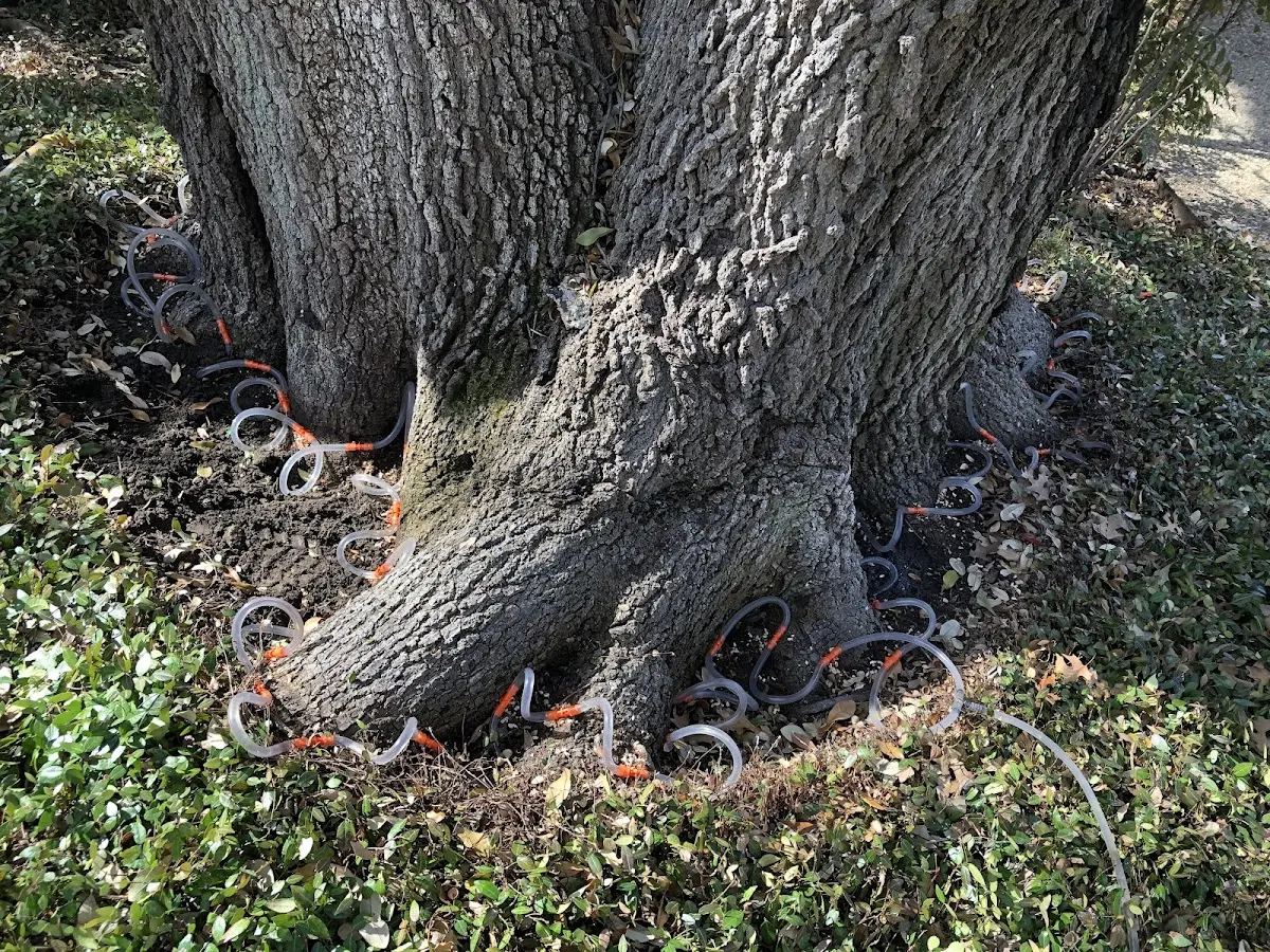 Detailed Tree Cabling and Bracing job site in Dinuba