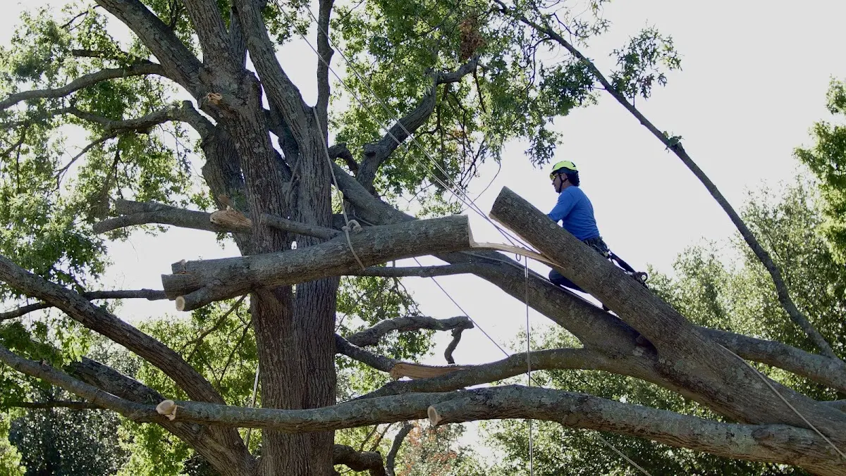 Professional Hazardous Tree Removal performed by certified arborists in Dinuba